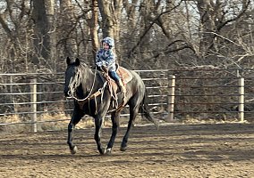 Quarter Horse (Quarter Horse, Gelding) in Valley Springs, SD