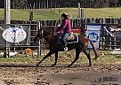 Quarter Horse Mare for Sale in Boonville, New York Quarter Horse Mare for Sale in Boonville, New York