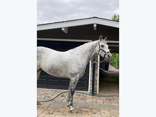 Andalusian/Holstien