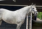 Andalusian - Horse for Sale in San Bernardino, CA 92405
