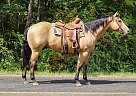 Quarter Horse - Horse for Sale in Columbia, MO 65202 Quarter Horse - Horse for Sale in Columbia, MO 65202