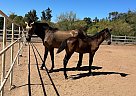 Andalusian - Horse for Sale in SAN DIEGO, CA 91902