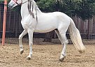 Andalusian - Horse for Sale in , CA 95340