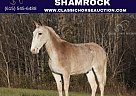 Mule - Horse for Sale in Whitley City Ky, TN 42653 Mule - Horse for Sale in Whitley City Ky, TN 42653