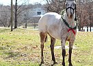 Appaloosa - Horse for Sale in Monett, MO 65708 Appaloosa - Horse for Sale in Monett, MO 65708