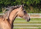 Fernando Wor - Stallion in Corsicana, TX Fernando Wor - Stallion in Corsicana, TX