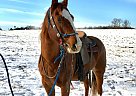 Hank - Gelding in Sebeka, MN Hank - Gelding in Sebeka, MN