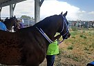 Hrh Tres Royale - Gelding in Browning, MT Hrh Tres Royale - Gelding in Browning, MT