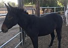 Flash - Mare in Norco, CA Flash - Mare in Norco, CA
