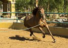 Andalusian - Horse for Sale in CANYON COUNTRY, CA 91387