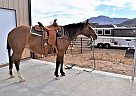 Poco Rap Cat - Mare in Prescott, AZ Poco Rap Cat - Mare in Prescott, AZ