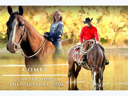 Quarter Horse Gelding