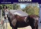 Rocky Mountain - Horse for Sale in Greer, SC 29650 Rocky Mountain - Horse for Sale in Greer, SC 29650