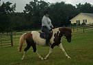 Hanoverian - Horse for Sale in Aiken, SC 29805