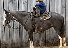 Tennessee Walking - Horse for Sale in Auburn, KY 42206 Tennessee Walking - Horse for Sale in Auburn, KY 42206