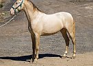 Andalusian - Horse for Sale in CANYON COUNTRY, CA 91387