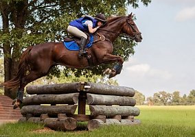 Thoroughbred (Thoroughbred, Gelding) in Fort Worth, TX