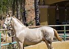 Andalusian - Horse for Sale in CANYON COUNTRY, CA 91387