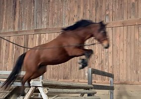 Welsh Pony and Cob (Welsh Pony and Cob, Mare) in Acra, NY