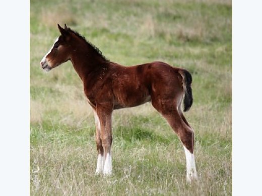 2017 Flashy, Well Bred Colt