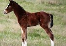 Quarter Horse - Horse for Sale in Harrold, SD 57536