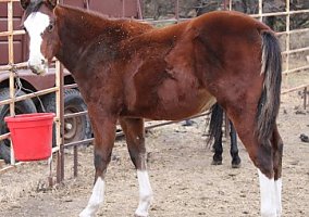Quarter Horse (Quarter Horse, Stallion) in Harrold, SD