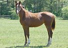 Beautiful Filly w/GP Potential Dutch Warmblood Stallion