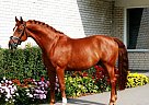 ****Exclusively FOR Sale!!!**** Hanoverian Gelding