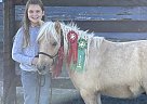 Dusty - Gelding in Murray, KY Dusty - Gelding in Murray, KY