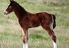 2017 Flashy, Well Bred Colt Quarter Horse Stallion