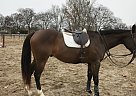 - Stallion in Brentwood, TN - Stallion in Brentwood, TN