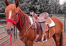 Pistol - Mare in McMinnville, OR Pistol - Mare in McMinnville, OR