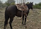 Quarter Horse - Horse for Sale in San Angelo, TX 76901 Quarter Horse - Horse for Sale in San Angelo, TX 76901