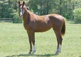 Warmblood (Warmblood, Stallion) in Rock Creek, OH