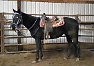 Thoroughbred - Horse for Sale in Toppenish, WA 98948 Thoroughbred - Horse for Sale in Toppenish, WA 98948