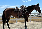 Quarter Horse - Horse for Sale in Orland, CA 95963 Quarter Horse - Horse for Sale in Orland, CA 95963