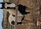Cute TWH Gelding Merlin