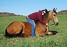 Dark Buckskin Gaited Trail Horse Big Jake