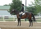 Laertes /*/*/// - Gelding in Duluth, MN Laertes /*/*/// - Gelding in Duluth, MN