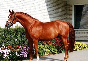 Hanoverian (Hanoverian, Gelding)
