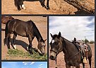 Quarter Horse - Horse for Sale in Midland, TX 79703 Quarter Horse - Horse for Sale in Midland, TX 79703