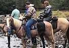 Gaited Roan Gelding Johnny