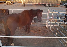 Gentle (Quarter Horse, Gelding) in Atwater, CA