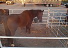 Quarter Horse - Horse for Sale in Atwater, CA 95301