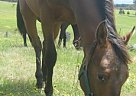 Appaloosa - Horse for Sale in Ballarat, VIC 3352