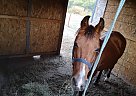 Stazcha - Mare in Oliver, BC Stazcha - Mare in Oliver, BC