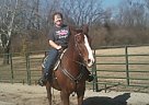 Needs a Job Quarter Horse Stallion