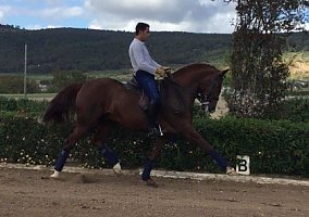 Andalusian / PRE (Andalusian / PRE, Stallion)