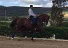 Andalusian - Horse for Sale in Madrid,  28042