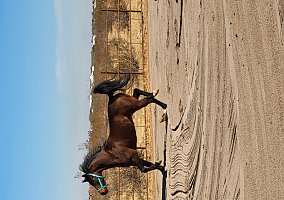 Arabian (Arabian, Gelding) in Maricopa, AZ